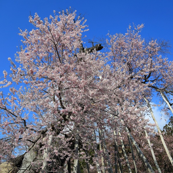 4月下旬限定！古木・巨木の桜と白川ダム水没林