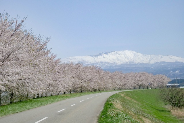 月山と桜