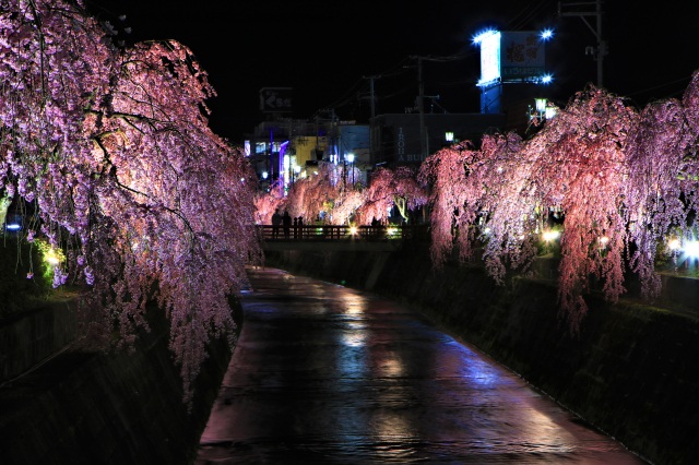 倉津川の桜1