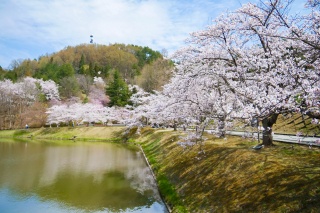 堂の前公園の桜1（Cherry blossoms in Donomae Park 1）