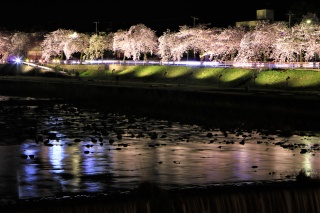 馬見ヶ崎さくらライン夜桜1（Night cherry blossoms on Mamigasaki Sakura Street 1）