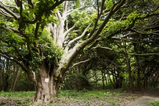 タブの木（ The forest of giant trees at Tobishima island）