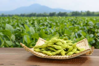だだちゃ豆（Dadatya mame: Green soybeans）