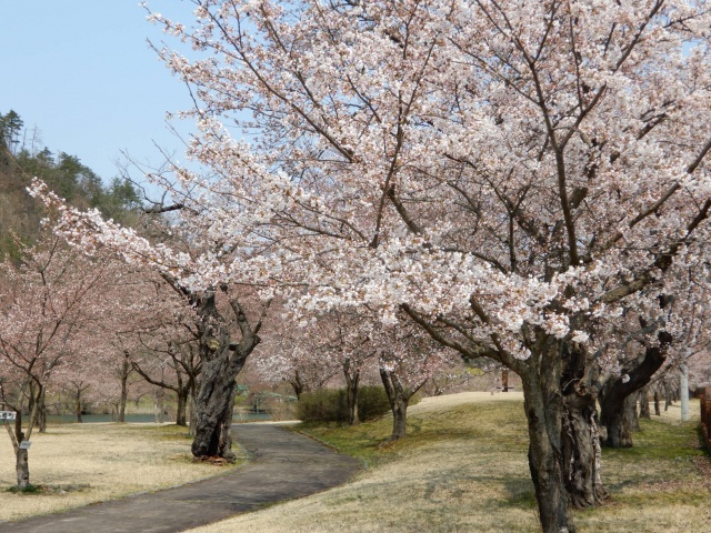 東沢公園の桜