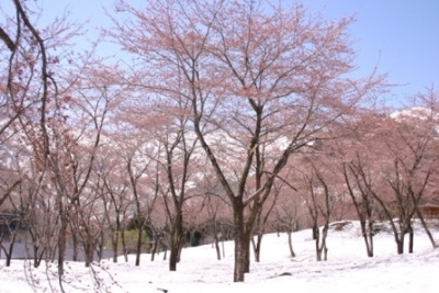 残雪桜