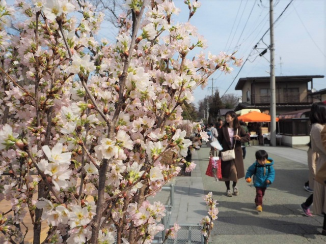 【2024年開催中止】かみのやま桜フェス