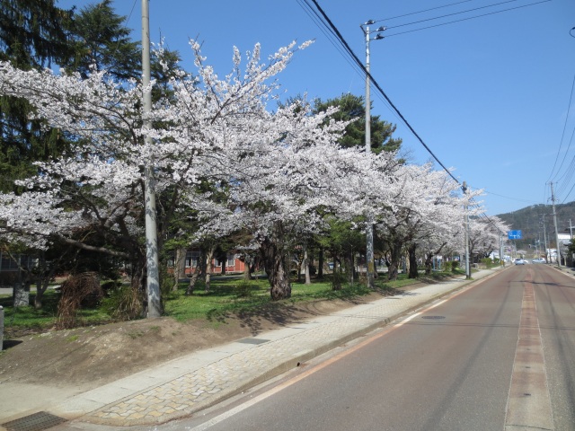 長井小学校の桜