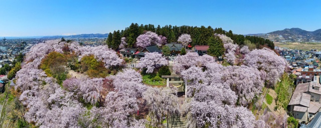 赤湯温泉桜まつり