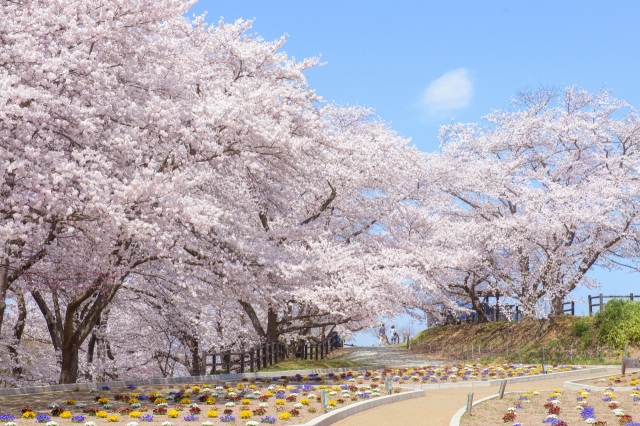 舞鶴山と桜