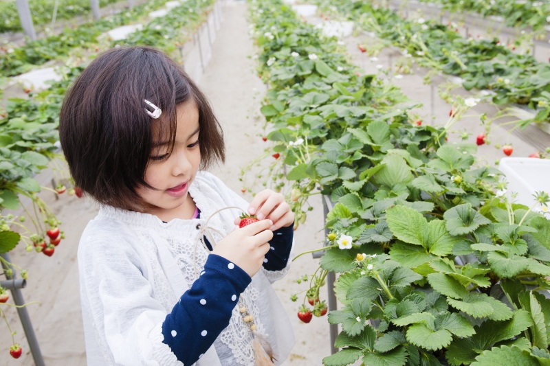2026年版　山形・春のいちご狩りに行こう！