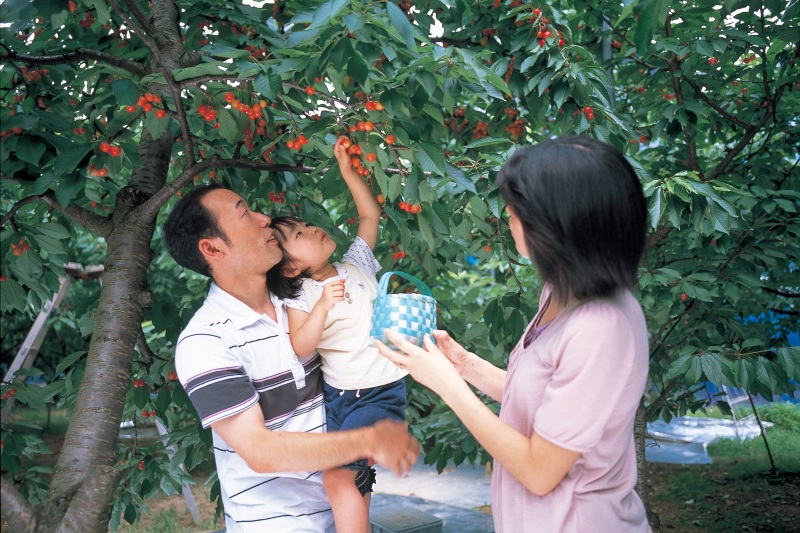 サクランボ狩りを楽しむルールとマナー