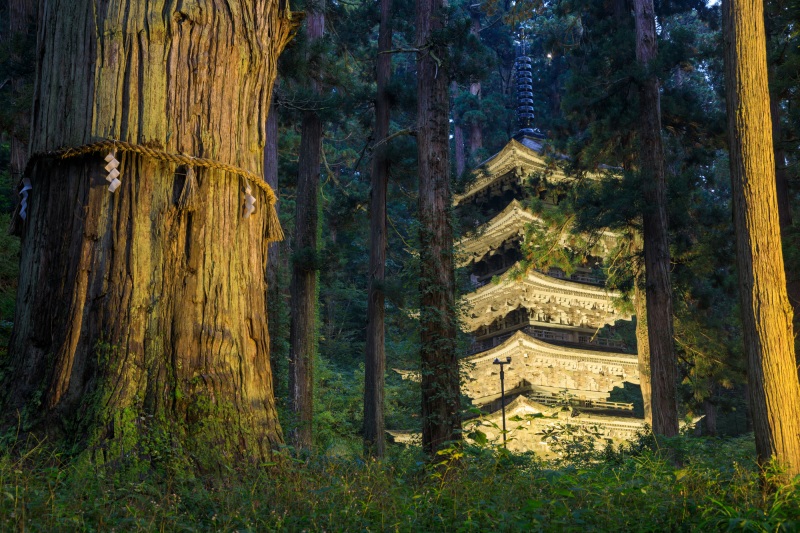 Jijisugi, the oldest cedar tree on Mount Haguro