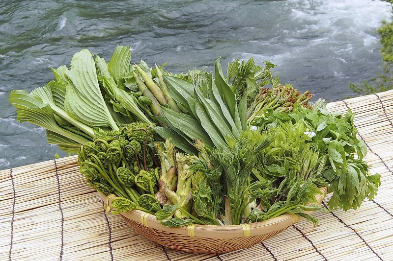 西川町は山菜が名物！山菜料理の聖地で味わう大地のエネルギー