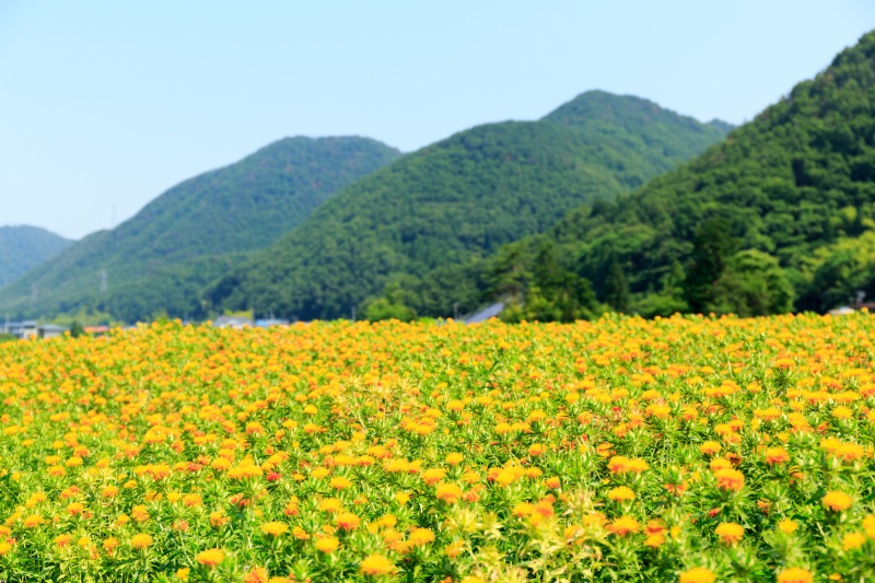 まつりのルーツと「土突き唄」