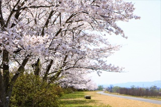 最上川堤防千本桜（Mogami riverbank cherry blossoms）