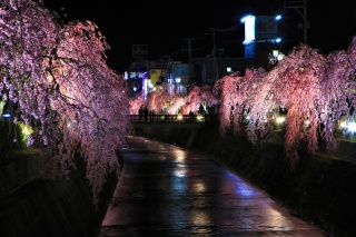 倉津川の桜1（Weeping cherry blossoms on the Kuratsu River 1）