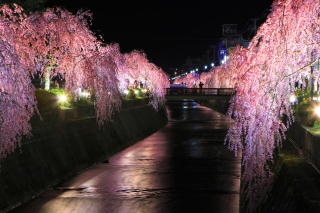 倉津川の桜2（Weeping cherry blossoms on the Kuratsu River 2）
