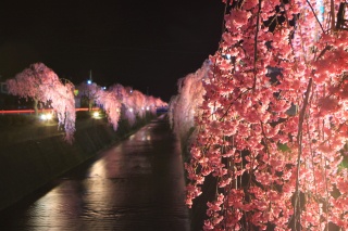 倉津川の桜3（Weeping cherry blossoms on the Kuratsu River 3）