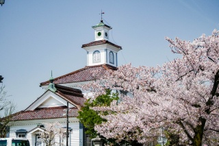 鶴岡公園の桜1（Cherry blossoms in Tsuruoka Park 1）