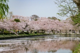 鶴岡公園の桜2（Cherry blossoms in Tsuruoka Park 2）