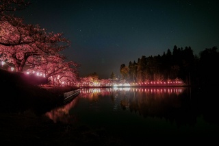 堂の前公園の桜2（Cherry blossoms in Donomae Park 2）