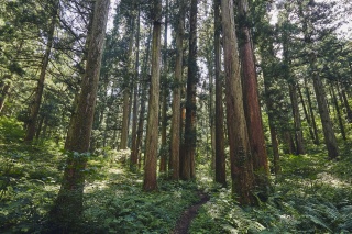 大美輪の大杉1（Large cedar in Omiwa 1）