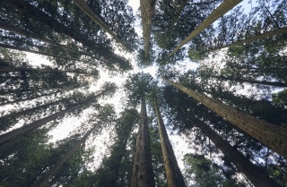 大美輪の大杉2（Large cedar in Omiwa 2）