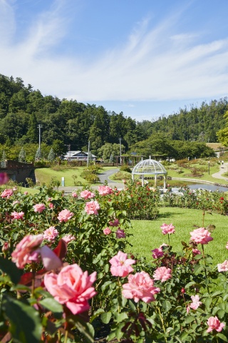 東沢バラ公園1（Higashizawa Rose Park 1）