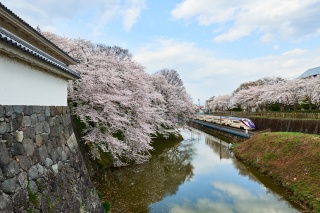 霞城公園の桜（Cherry blossoms in Kajo Park）