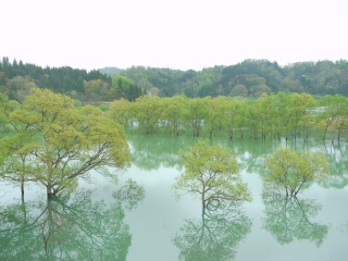 白川ダム湖岸公園(水没林)（Submerged forest）