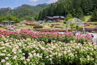 東沢バラ公園（Higashizawa rose park）