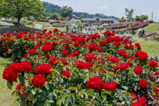 東沢バラ公園（Higasizawa rose park）
