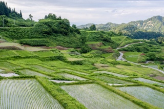 四ケ村の棚田（Shikamura rice field）