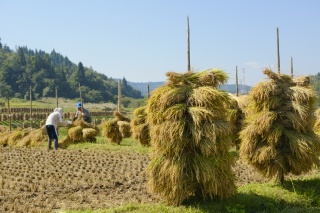 稲の収穫（Rice harvest）