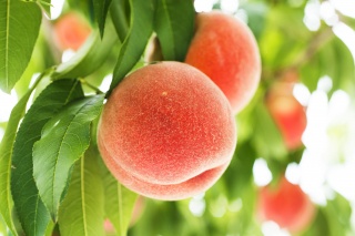 桃（Peach）