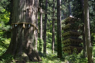 羽黒山五重塔（Five-storied Pagoda of Mt. Haguro　（National treasure））