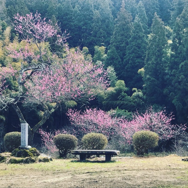 湯田川温泉　梅林公園