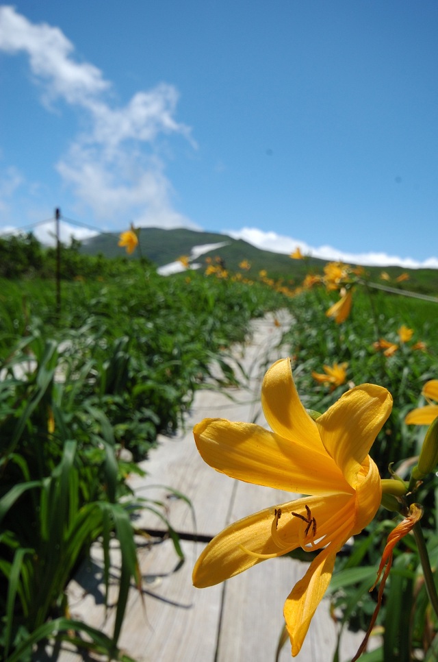 Midagahara Wetlandsï½œWhat to See & Doï½œSTAY YAMAGATA