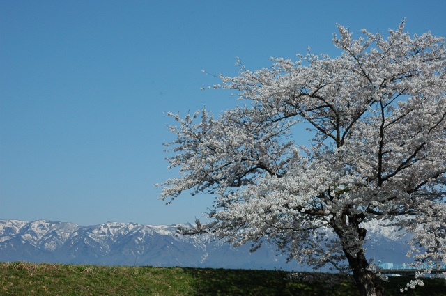 Senbonzakura(Thousand of Cherry blossoms) at Mogami River …