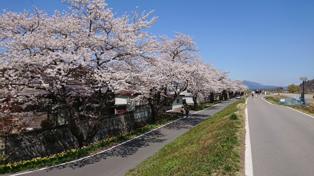 最上川堤防的千本樱花