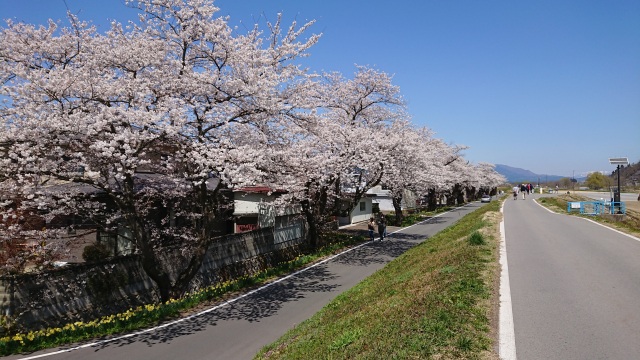 最上川堤防千本櫻