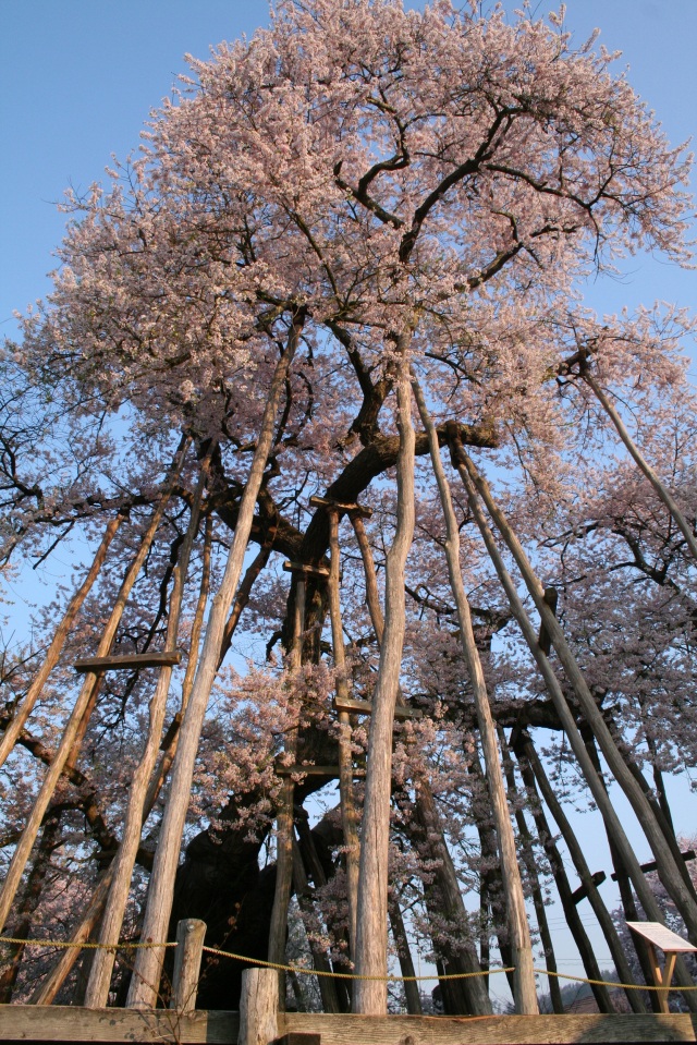 Isazawa Kubo Cherry Blossom Tree