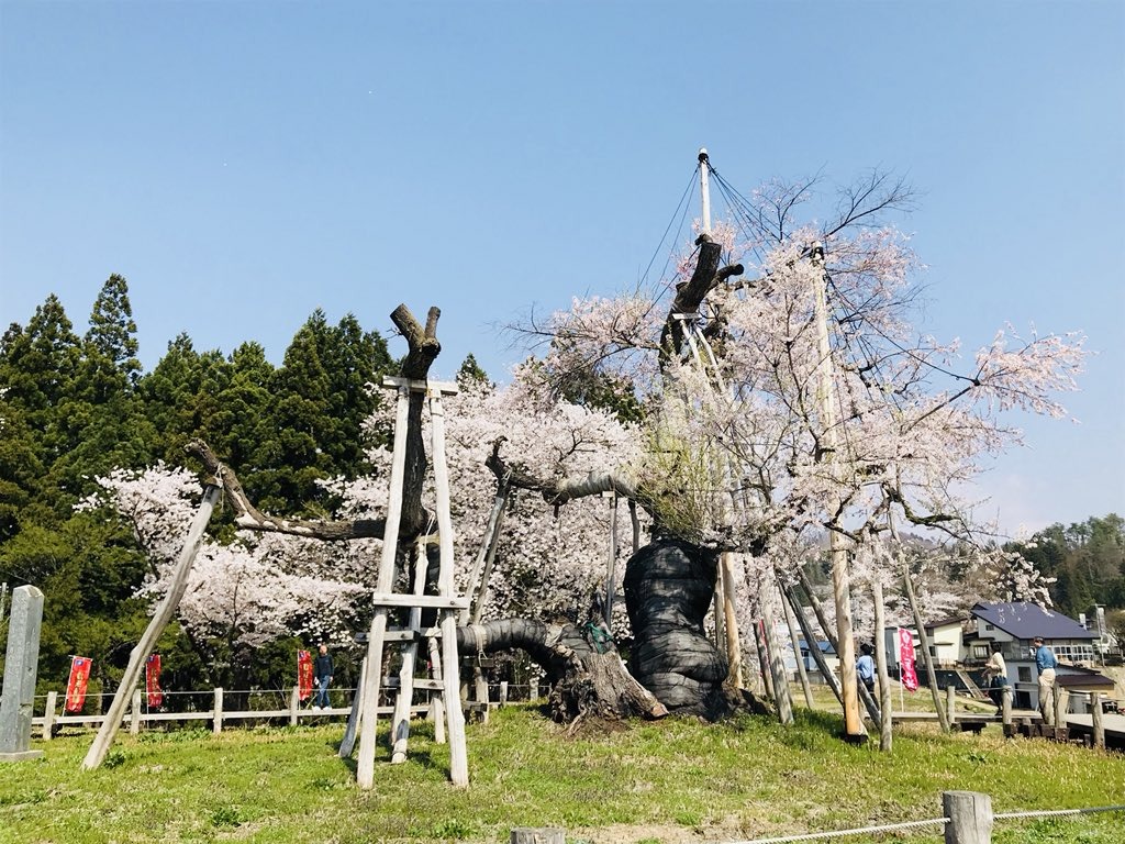 Isazawa Kubo Cherry Blossom Tree