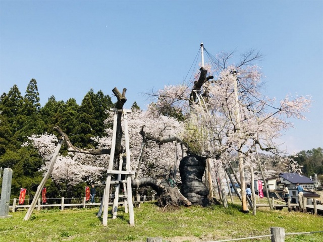 伊佐沢久保樱花