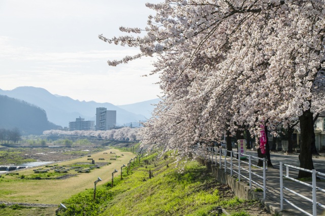 Mamigasaki Sakura Line