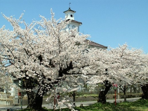 致道博物館と桜