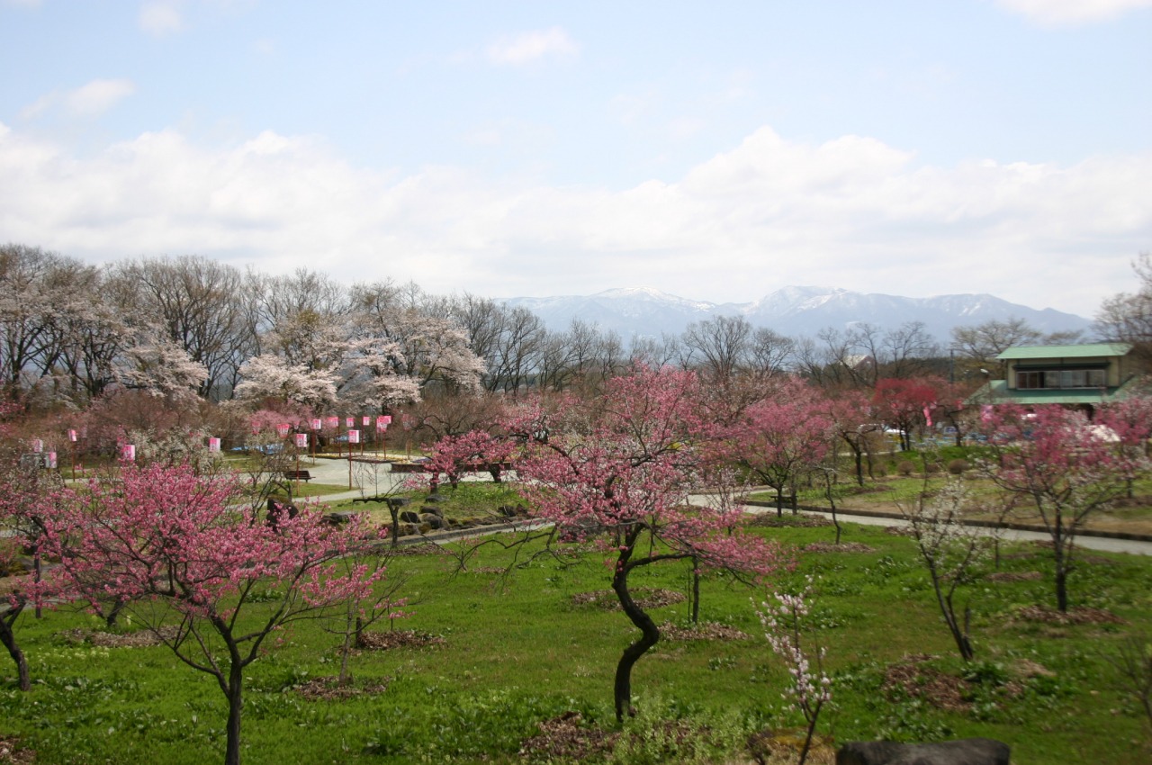 真室川公園 観光スポット やまがたへの旅 山形県の公式観光 旅行情報サイト