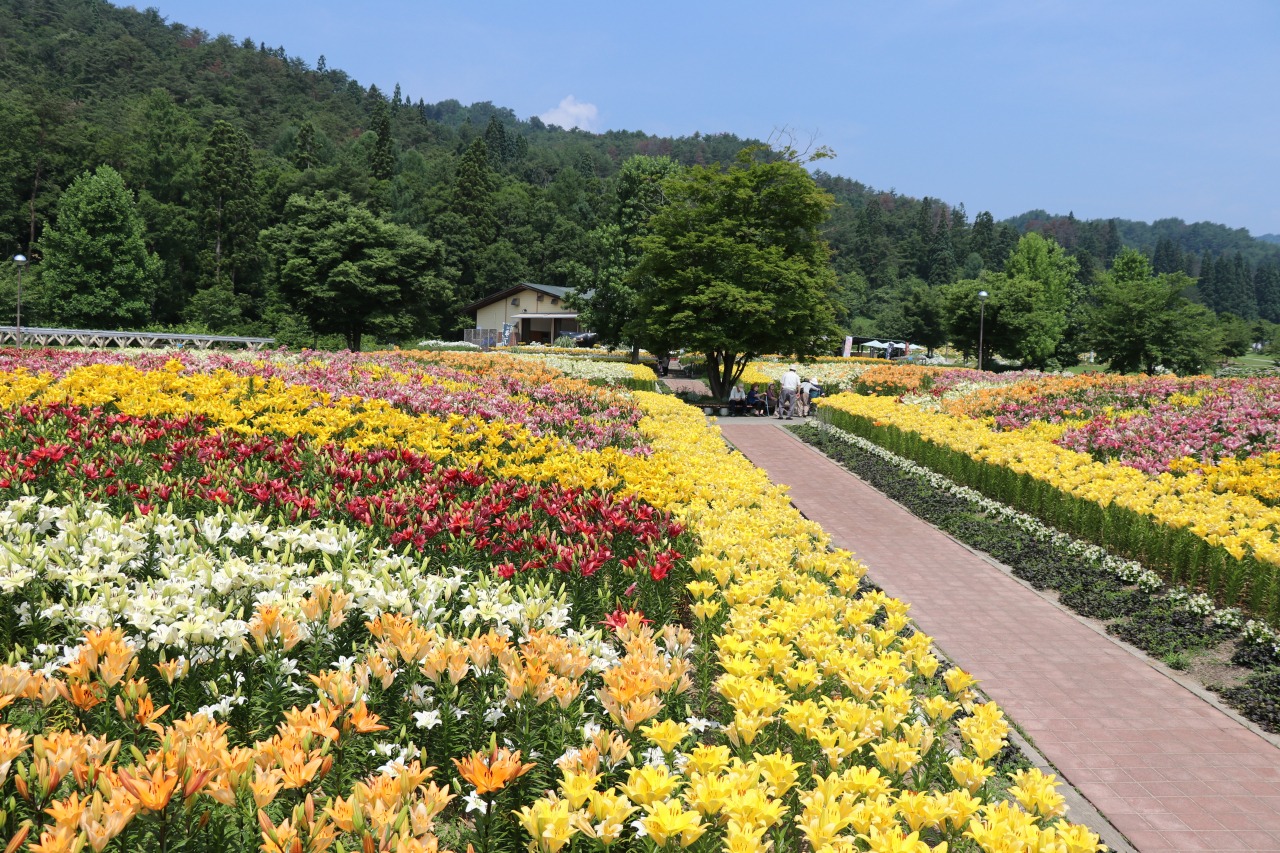 どんでん平ゆり園 観光スポット やまがたへの旅 山形県の公式観光 旅行情報サイト