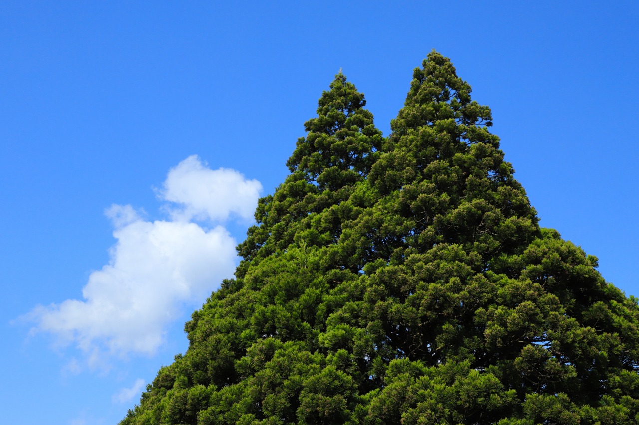 小杉の大杉 トトロの木 観光スポット やまがたへの旅 山形県の公式観光 旅行情報サイト