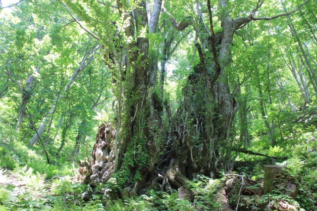 The large Japanese Judas tree of Mt.Gongen